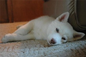 gift Siberian husky puppies for adoption