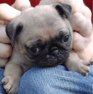 Male and female pug puppies for free adoption into loving home.