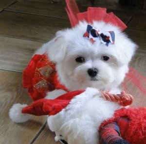 CHARMING AND AMAZING CHRISTMAS MALTESE PUPPIES FOR NEW FAMILY HOME ADOPTION