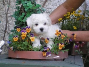 Teacup Maltese Puppies For Re-homing .