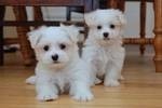 Male and Female Tea-cup Maltese Puppies For Adoption in a Good Home Now .