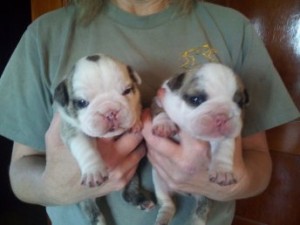 Beautiful English Bulldog puppies For Adoption