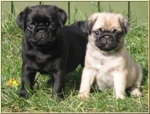 male and female pug puppies for a new home