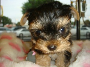 2x Smartest Baby Doll-Faced Yorkie Puppies Ever