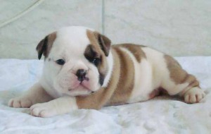 English Bulldog Puppies 71/2 weeks old