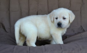 Healthy Labrador Retriever Puppies For Sale