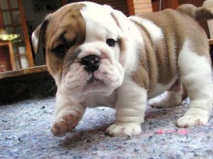 AKC  English Bull dog puppies ($150)