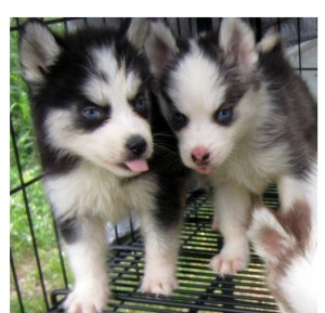 Charming X-MASS Male And Female siberian husky puppies email or text us at 2015884857