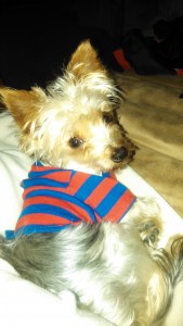 looking for female toy yorkie for my male to have company