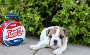 WELL TRAINED ENGLISH BULLDOG PUPPIES READY FOR REHOMING