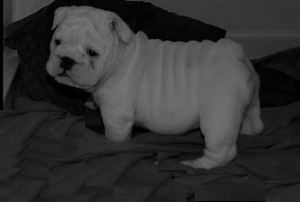 marvelous english bulldog puppy for good homes