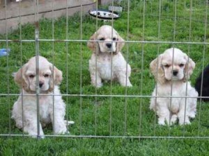 Three wonderful American Cocker Spaniel