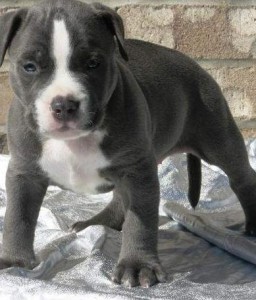 American Pit Bulls Terrier