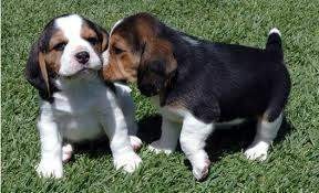 healthy Beagle puppies