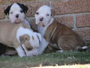 bulldog puppies