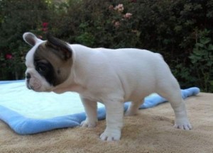 Healthy French Bulldog puppies for sale