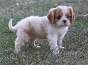 Cavalier King Charles Spaniel Christmas Puppies