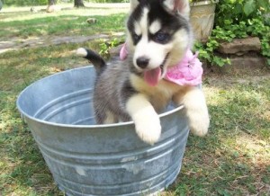 10 akc siberian husky puppies puppy male &amp; female solid white, red &amp; white, black &amp; white and dark grey