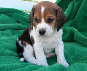 Lovely Beagle puppies registered,