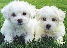 Good looking Bichon Frise Puppies