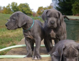 Black Blue and Grey Great Dane puppies