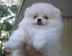 cute and lovely Pomeranian puppies