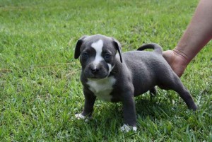 Excellent Bloodlines American Pitbull