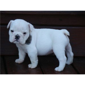 LOVELY ENGLISH BULLDOG PUPPIES FOR X-MAS