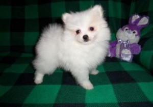 Playful And Chaming male And Female white and cream Pomeranian puppy