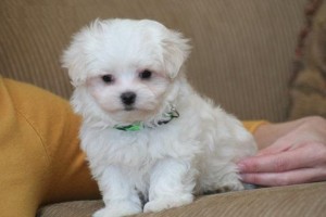 Cute and Adorable Maltese Puppies Available