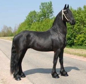 Charming Xmas Friesian Gelding Horses For Sale Into Caring Homes