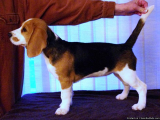 well trained male and female beagle puppies are now ready to join a new home