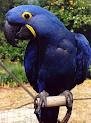 Pair Of Tamed Hyacinth Macaw Parrots for Adoption