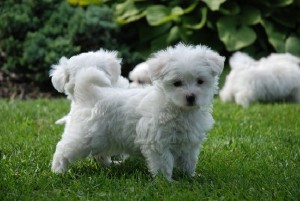 (13weeks) male and female Maltese puppies