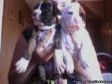 well trained boxer puppies for rehome