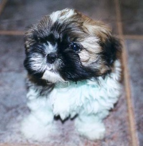 I have Male And Female shih tzu puppies that i am giving them out for adoption