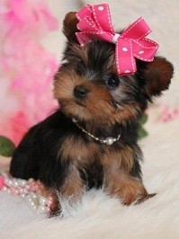 TEACUP YORKIE PUPPY FOR ADOPTION