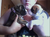 well trained boxer puppies for rehome
