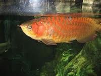 Arowana Fishes