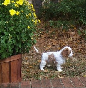 Lovely and home trained Cavalier King Charles spaniel puppies