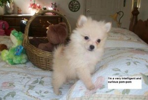 Up Coming X-Mass Pomeranian Puppies for Home adoption