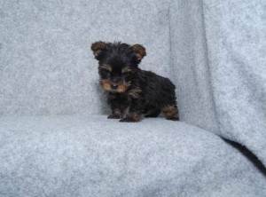 Well Trained  teacup Yorkie Puppies for Adoption