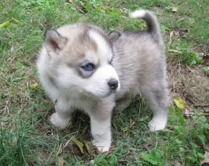 Caring and Home train Siberian Husky puppies