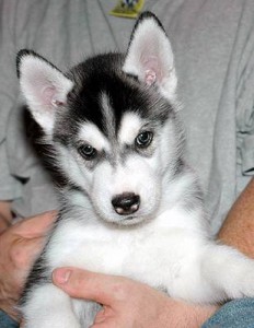 X-mas siberian black and white puppies ready for December