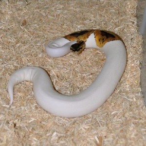 Free albino and piebald python for adoption