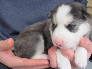 AFFECTIONATE SIBERIAN HUSKY FOR LOVELY HOMES