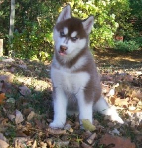 Cute Siberian Husky Puppies For Sale