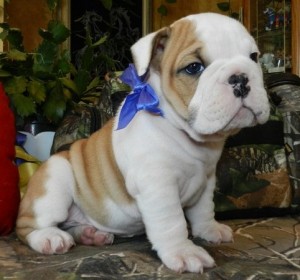 Cute English bulldog  Puppies For Sale