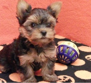 Cute Teacup Yorkie Puppies Ready For Adoption