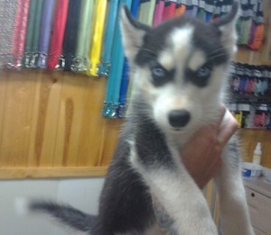 Cute Siberian Husky Puppies For Sale